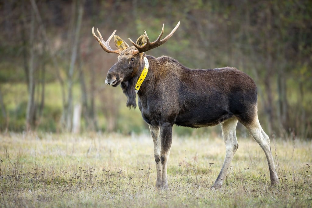 Ein Elch steht auf einer Wiese.