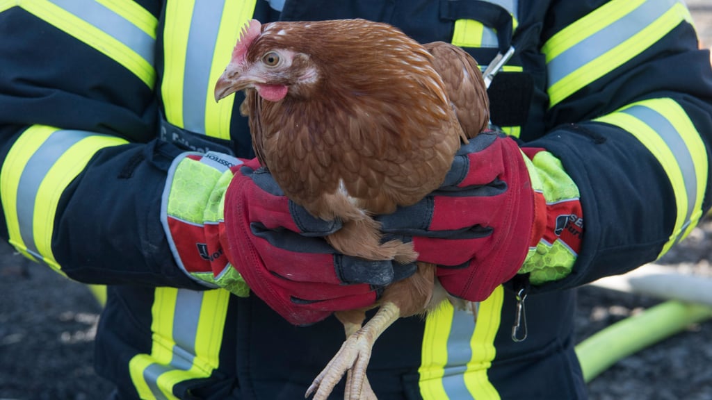 Am Rande von Löscharbeiten an einem Hühnerhof fangen Feuerwehrleute Hühner ein und bringen sie in Sicherheit. Zehntausend Tiereverendeten, nachdem in dem Betrieb bei Gardelegen ein Brand ausgebrochen war.