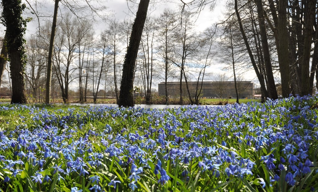 Einen blauen Teppich aus tausenden Blüten bildet das Sibirische Blausternchen derzeit noch im Genthiener Volkspark.