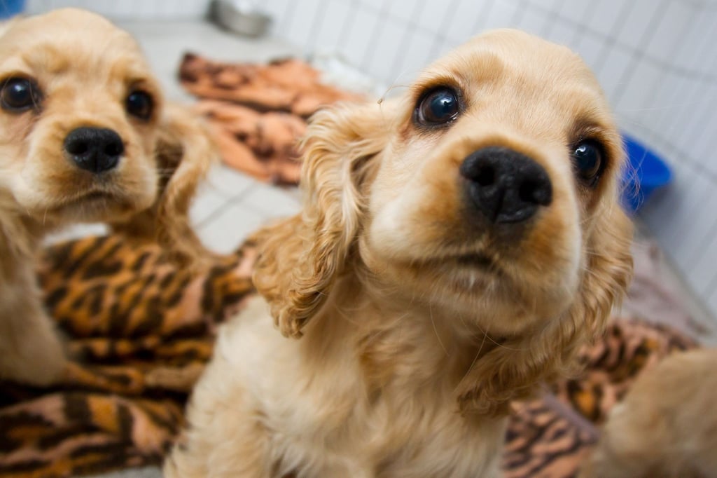 Vorläufige Endstation Quarantäne: Diese Hundwelpen entdeckte die Polizei bei einem illegalen Tiertransport.