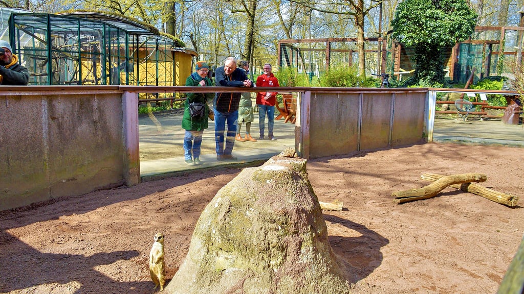 Neugierig erkunden die Erdmännchen ihr neues Außengehege, das für viel Geld rundum erneuert wurde.