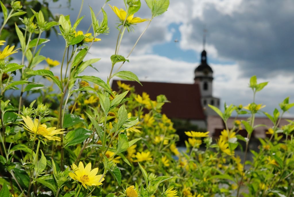 Blumen blühen auf dem Gelände der Landesgartenschau Sachsen.