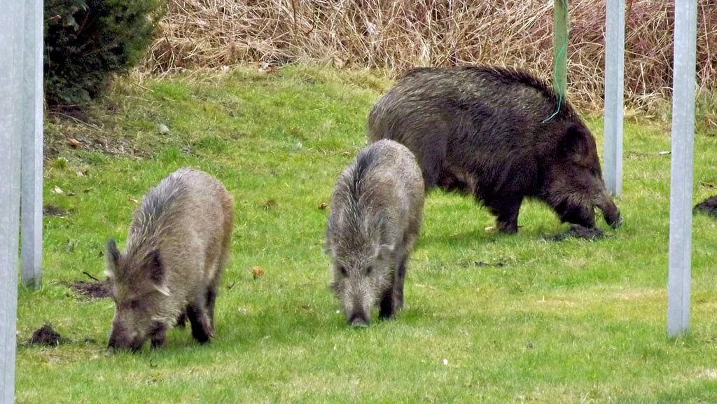 Schon 2014 war der Stadtjäger wegen der Wildschweine im Bitterfelder Stadtgebiet gefordert. Dieses Mal ist die Lage etwas komplizierter.