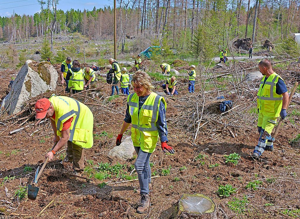 Omexom hilft bei der Aufforstung im Harz mit Geld und Mitarbeitern. Jetzt können über die Boocker Niederlassung auch in der Altmark Umwelt-Projekte bezuschusst werden.