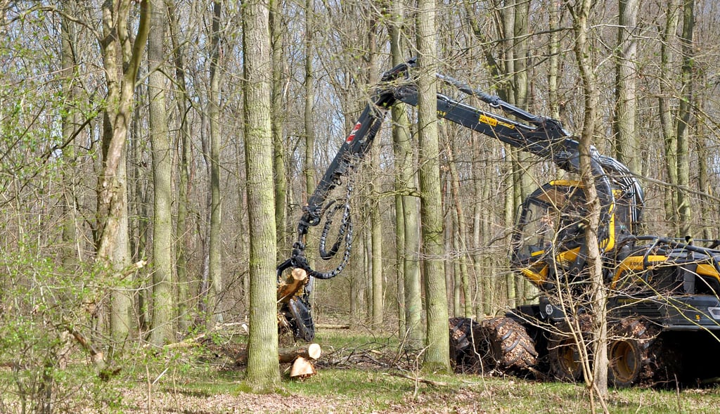 Im Forstrevier Elbaue werden abgestorbene Bäume entfernt. An gleicher Stelle werden in nächster Zeit Eichen gepflanzt.