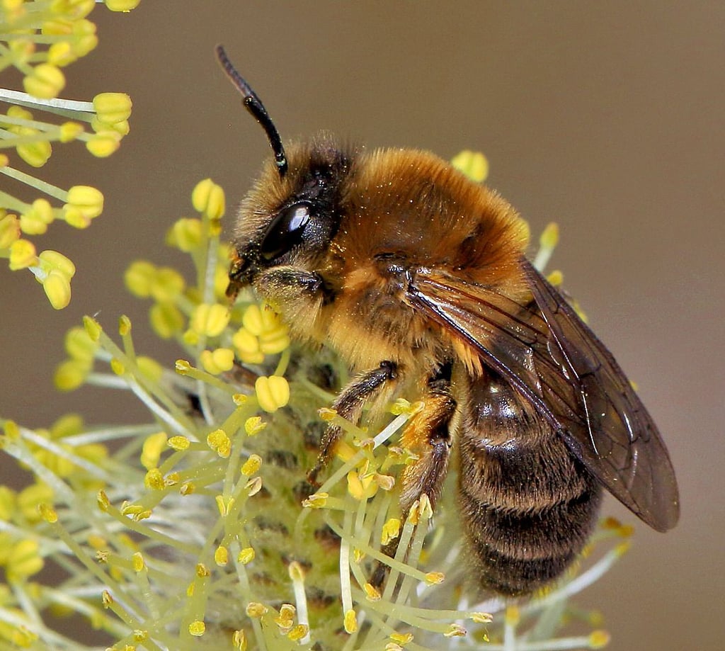 Bienenschutzinitiative Deutschland summt! bietet ab 2024 Club
