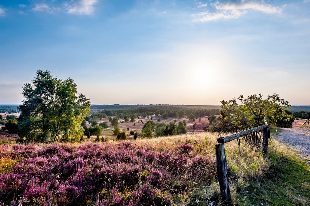 Die Blüte der Besenheide lockt jedes Jahr unzählige Besucher in die Lüneburger Heide. Aber auch bei Schnee und Regen ist die Nachfrage groß.