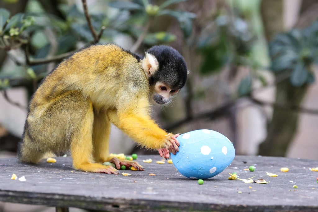 Eier sind auch im Magdeburger Zoo Thema.