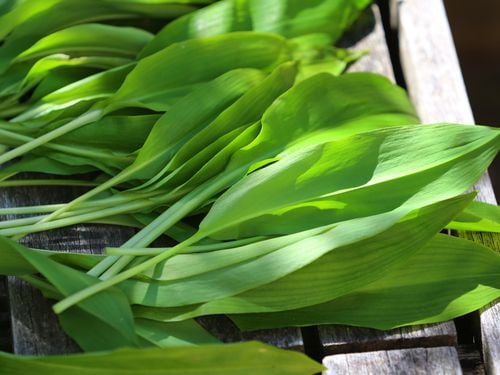 Bärlauch-Saison: Daran erkennen Sie Bärlauch - Unterschied Maiglöckchen 