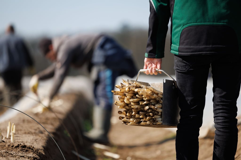 Auf dem Feld eines Spargelhofes wurde Spargel (Bleichspargel) geerntet.