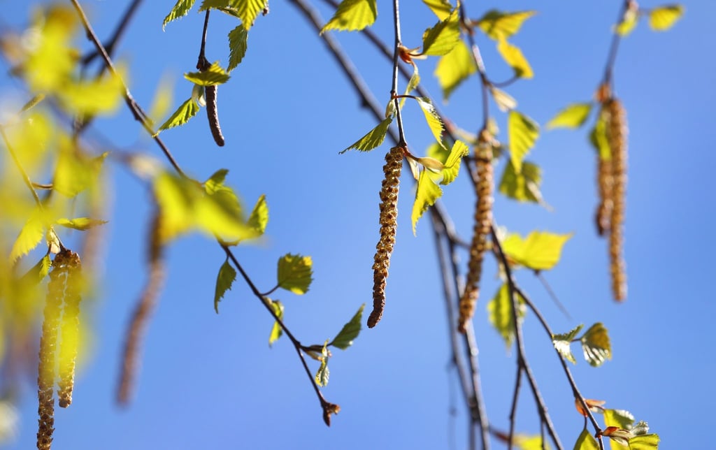 Birkenpollen hängen an einer Birke bei blauem Himmel und Sonnenschein.