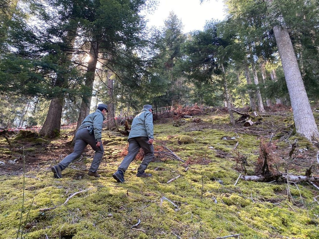 Polizeibeamte gehen durch den Wald vor einem mit Flatterband abgesperrten Bereich. In Norditalien ist ein Jogger möglicherweise von einem Bären angegriffen und getötet worden.