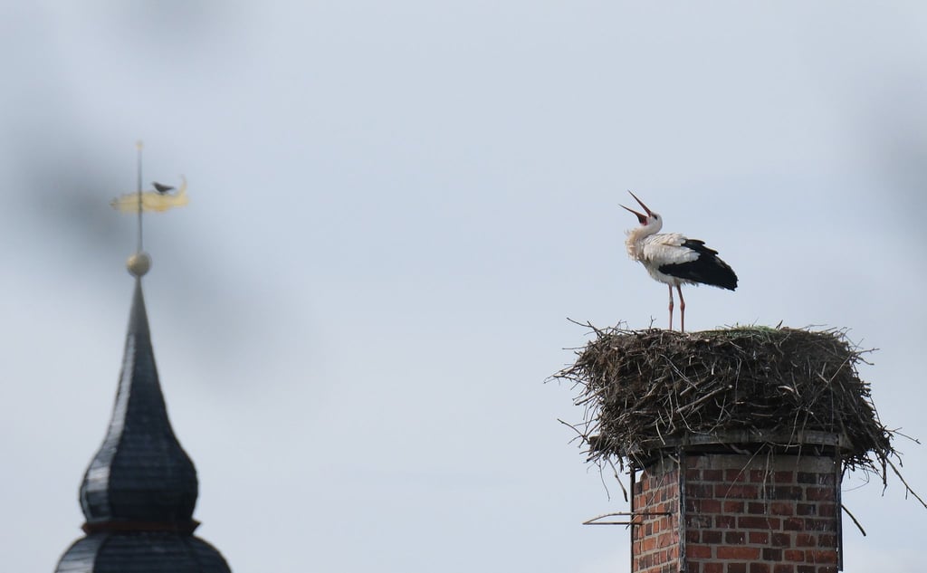 Ein Weißstorch steht in seinem Nest auf einem Schornstein.