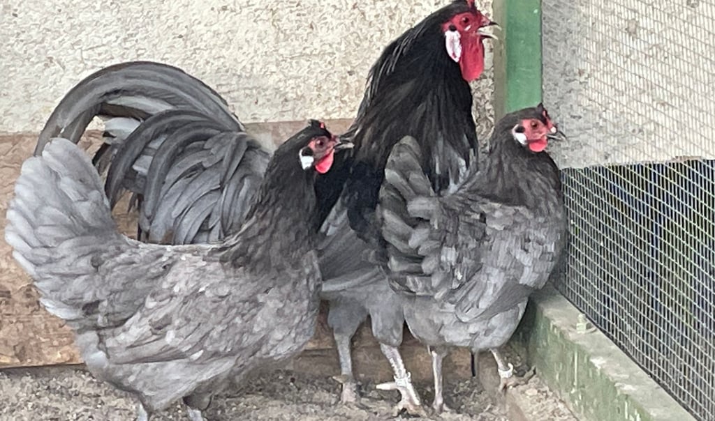 Seltene und herausgeputzte Hühner der Rasse Zwerg-La Féche im Stall von Uwe Balter in Groß Mangelsdorf.