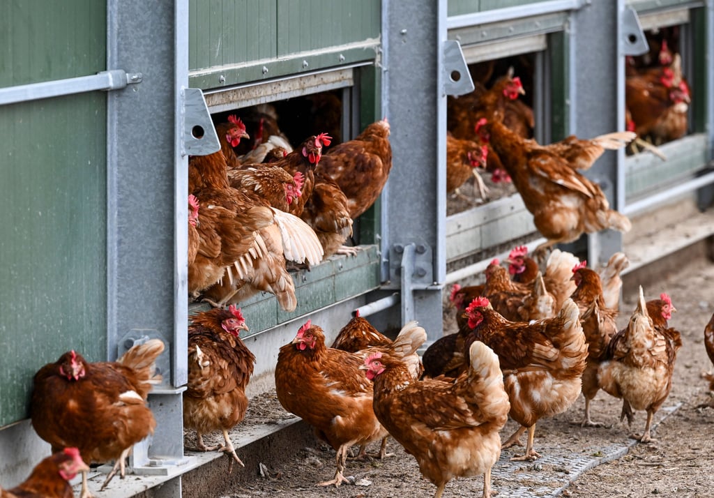 (Oster-)Eier haben eine geradezu gute Klimabilanz - aber im Sinne des Tierwohls ist ihre Produktion nicht immer.