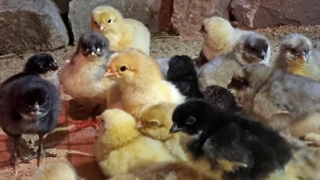 Kleine Küken in allen Farben gibt es Ostern im Ascherslebener Zoo zu sehen.