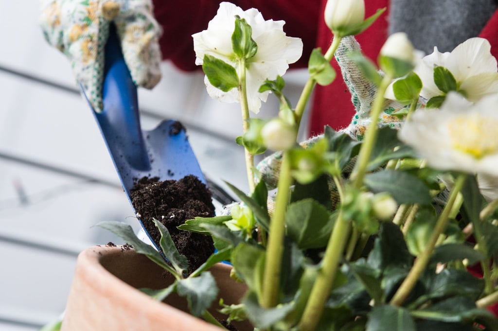 Auch die Christrose liebt Ostereier - genauer gesagt, die Schalen der Reste vom Fest. Zerkleinert werden die kalkhaltigen Schalen in den Boden eingearbeitet.