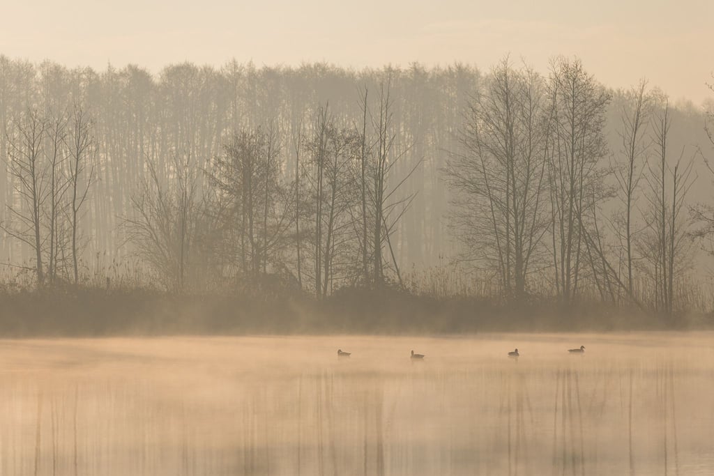 Nach einer Nacht mit Temperaturen um den Gefrierpunkt wabert Nebel über einem Teich.