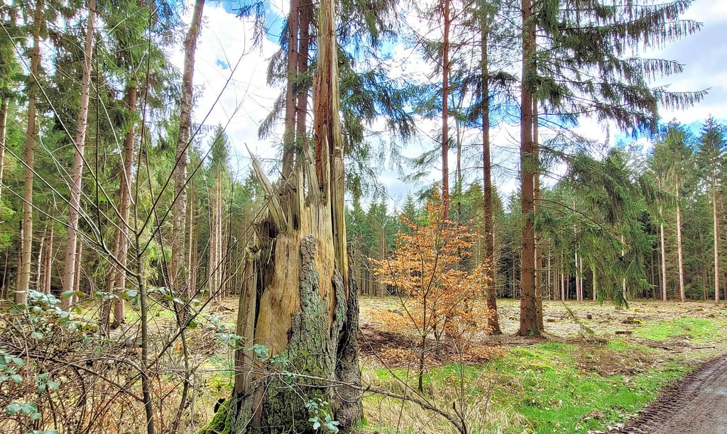 Die Wälder in der westlichen Altmark zeigen nach den Dürrejahren erhebliche Schäden auf.
