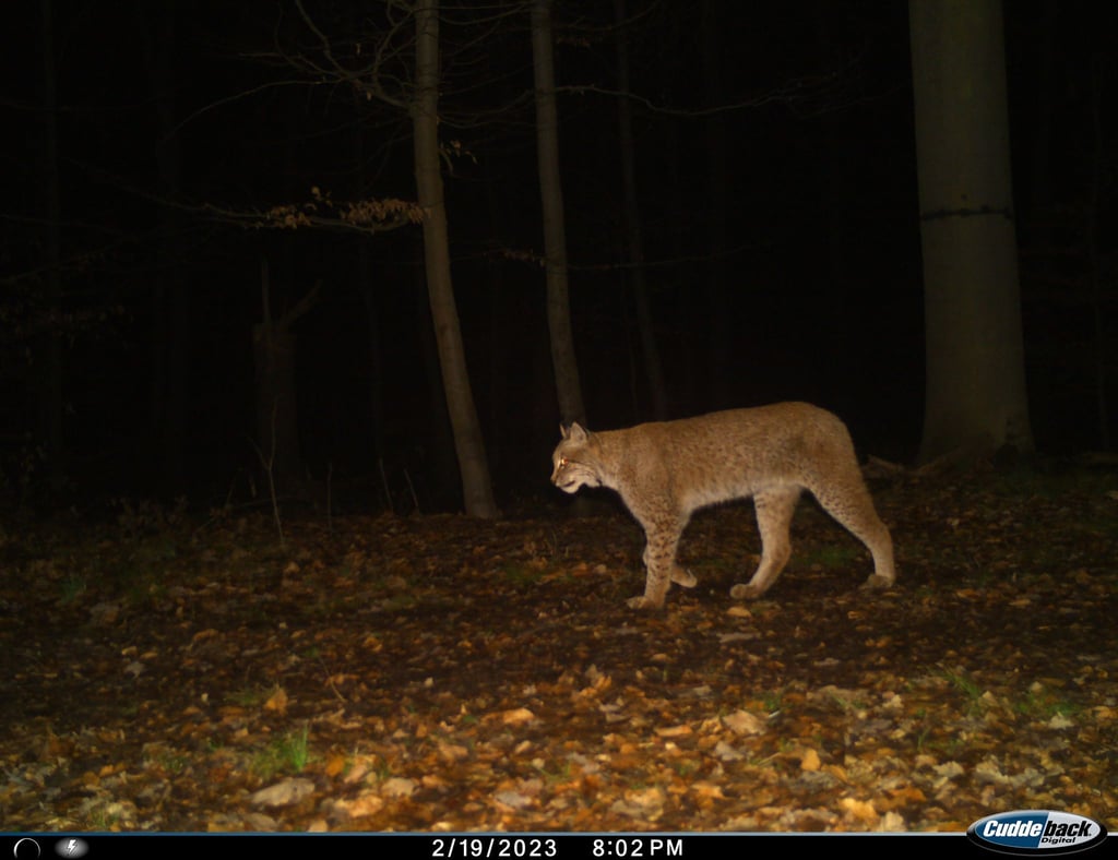 Auf dem Foto einer Wildtierkamera im Kyffhäuserkreis ist ein Luchs zu sehen.