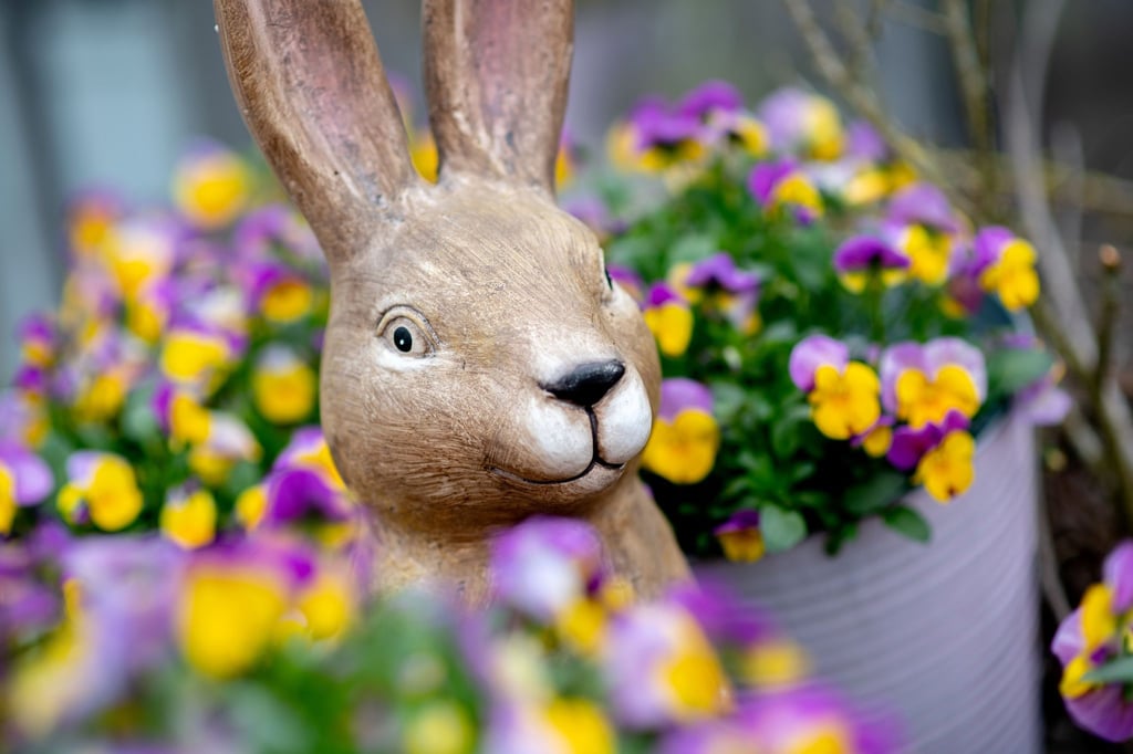 Eine Hasenfigur steht zwischen zahlreichen blühenden Hornveilchen.