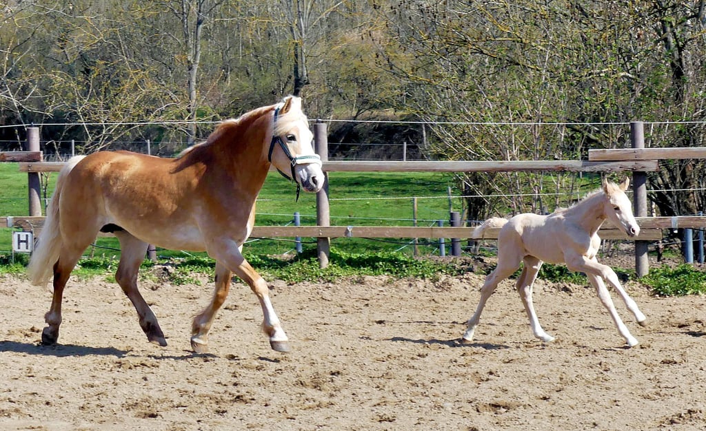 Trotz des schwierige Lebensstarts jagt Fohlen Belantos mit seiner Ammenstute bereits über den Reitplatz.