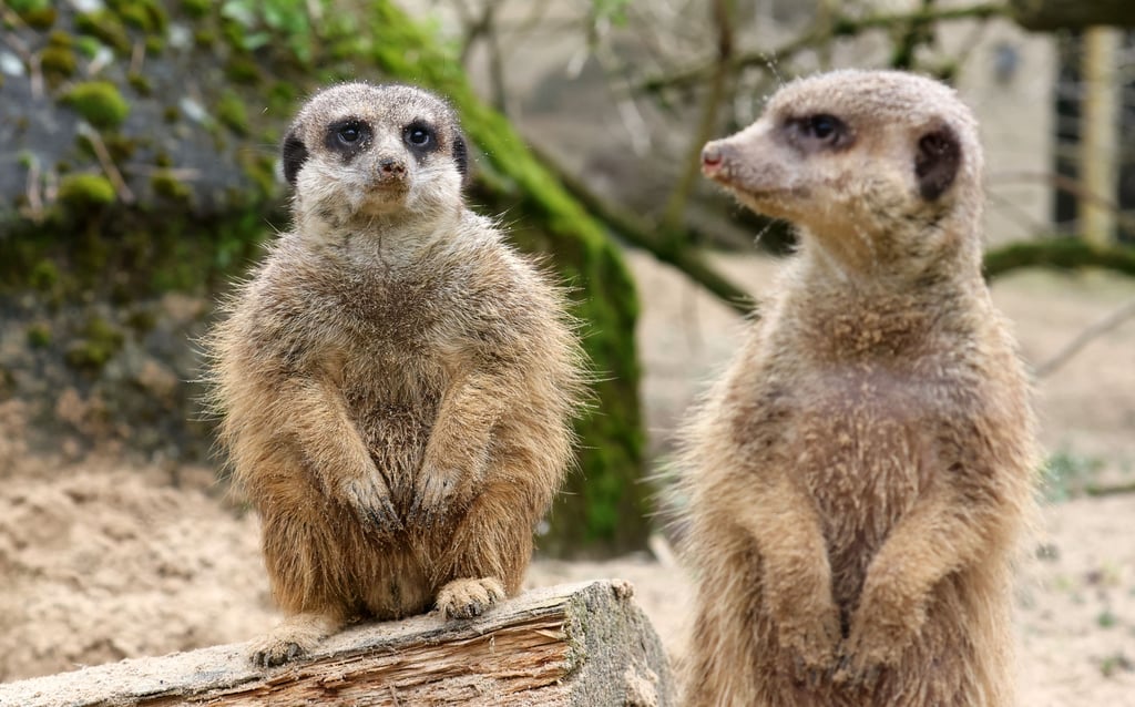 Erdmännchen im Gehege der neuen Erdmännchen-Gruppe im Rostocker Zoo.
