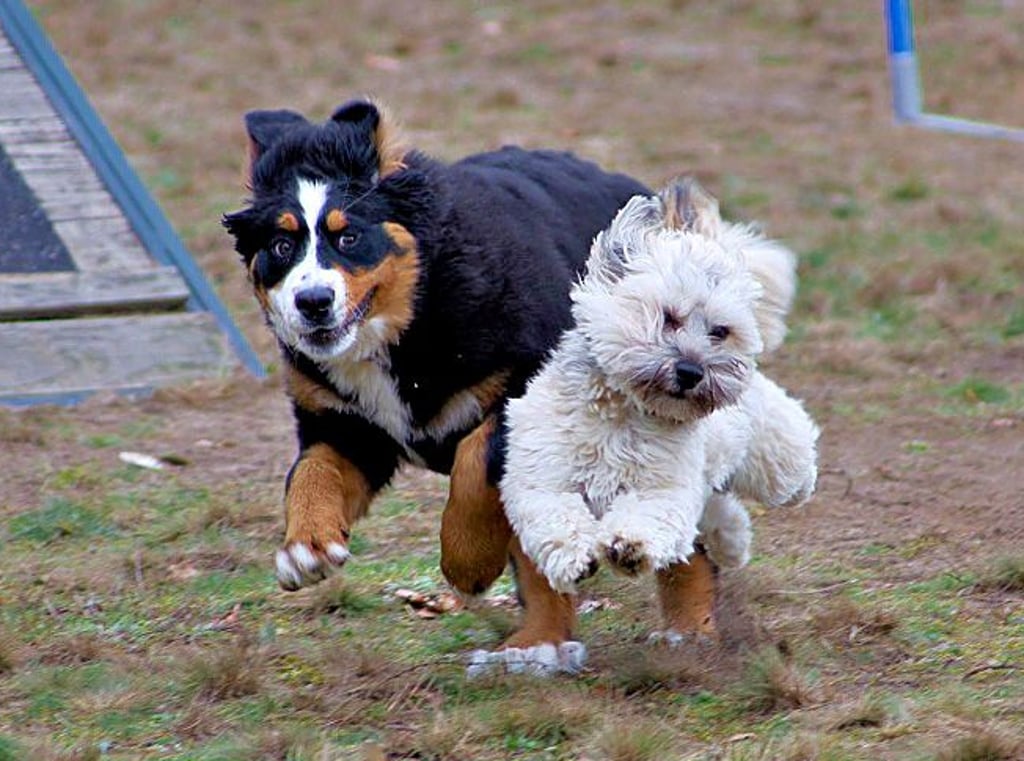 Schnappschuss des Hundesportvereins Osterburg. Nicht zuletzt für die Hunde ist die Mitgliedschaft von Frauchen und Herrchen ein Gewinn.