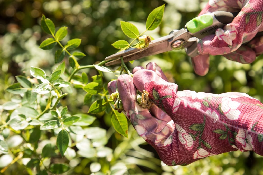 Die Gartenschere sollte man nach jedem Einsatz reinigen, damit sie länger scharf bleibt und keine Krankheiten auf Pflanzen überträgt.