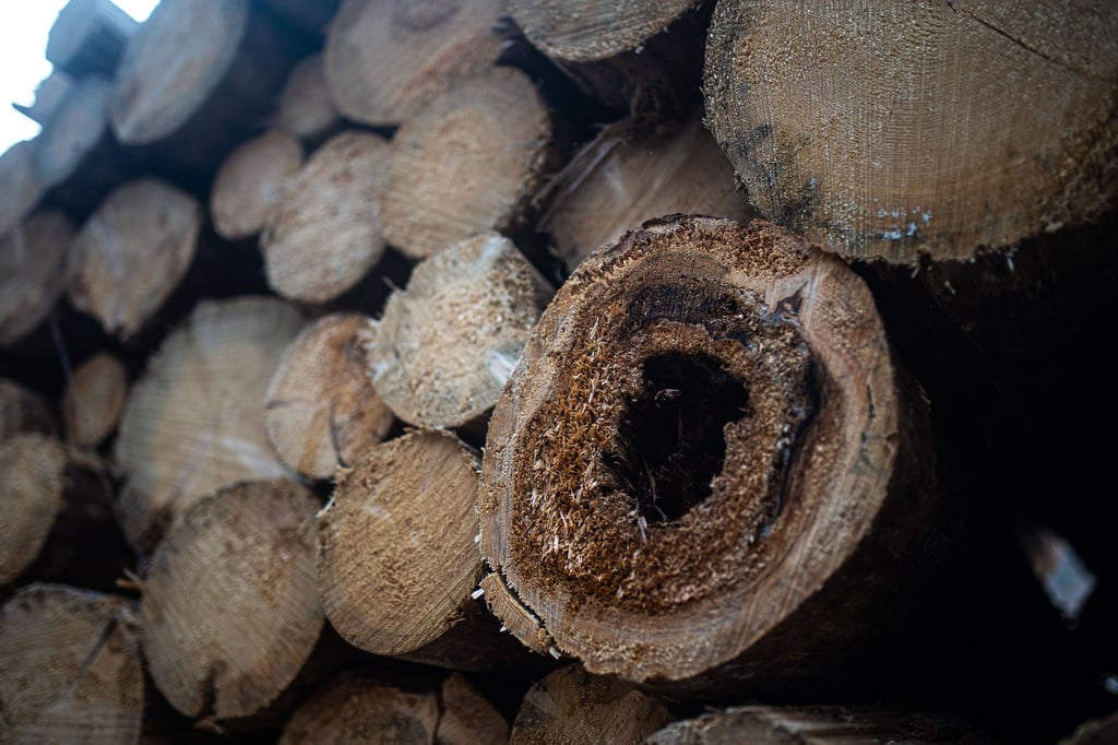 In den Wäldern Sachsen-Anhalts verschwindet immer mehr Holz.