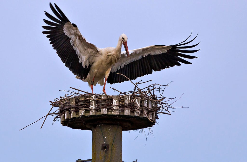 Störche landen seit Ende März wieder in vielen Orten des Landkreises Harz auf ihren Nestern - wie hier im Osterwiecker Ortsteil Schauen.