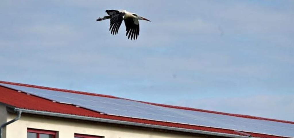 Einer der beiden Störche fliegt über das Firmendach von Elektro Kühn. Seit 2018 steht ein Horst auf dem Gelände.