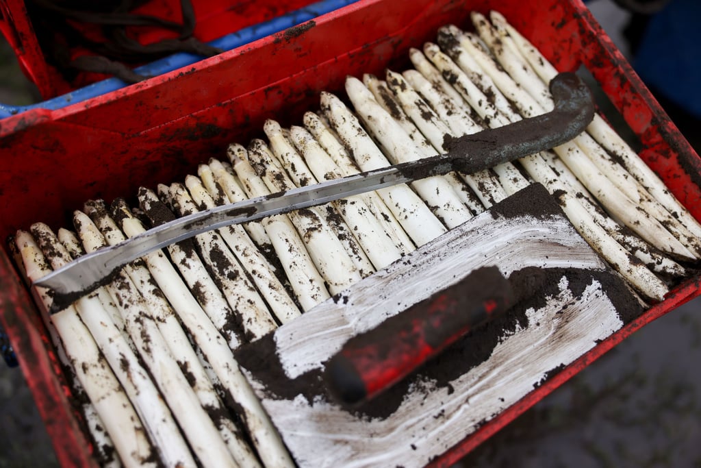 Spargel gilt als Edelgemüse.