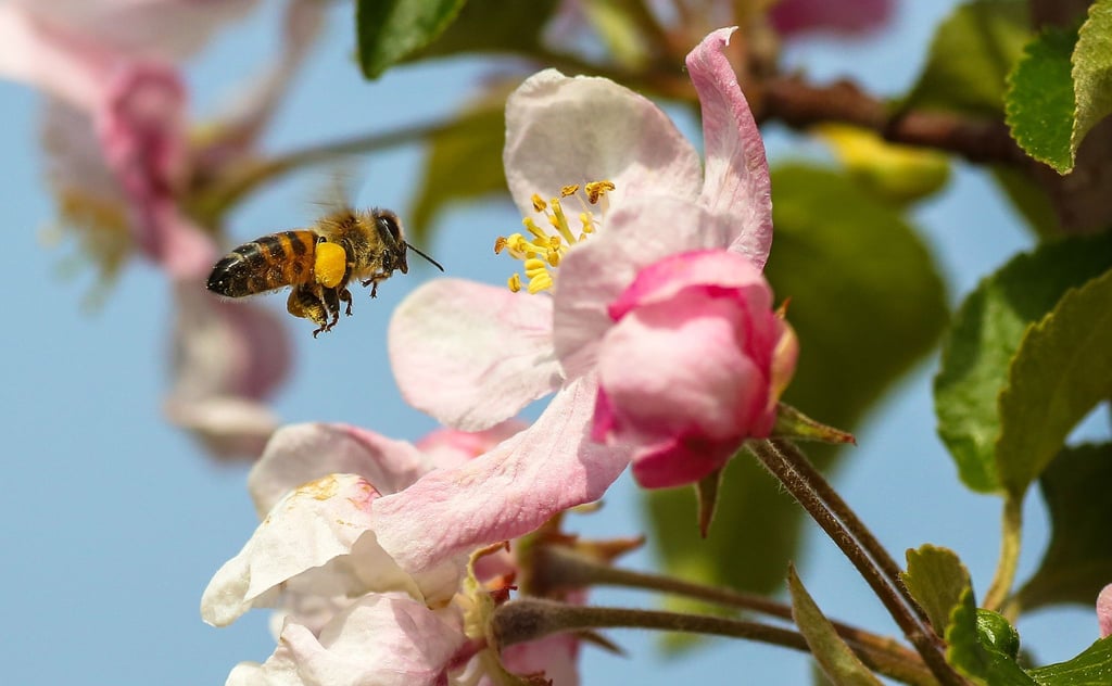 Eine Biene fliegt eine Blüte an einem Apfelbaum an.