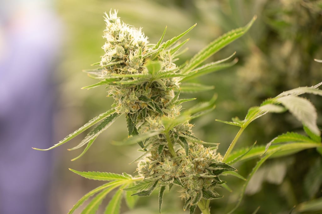 Mit 2 Cannabispflanzen erwischt: Baden-Württemberg setzt auf Therapie statt Strafe