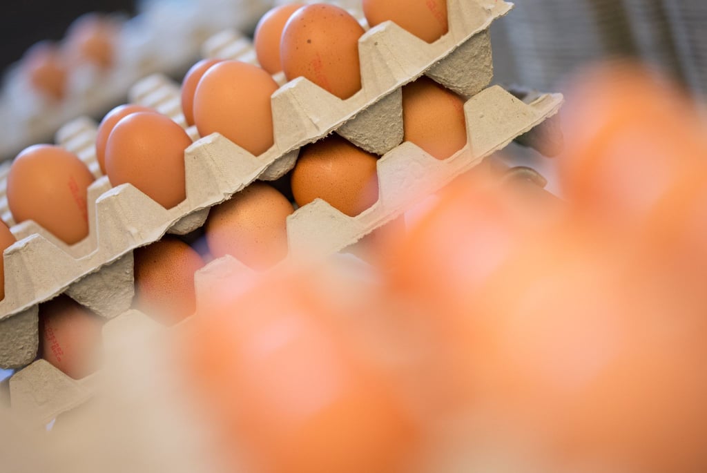 Bio-Eier sind auf einem Biohof bei Osnabrück in braune Kartons sortiert.