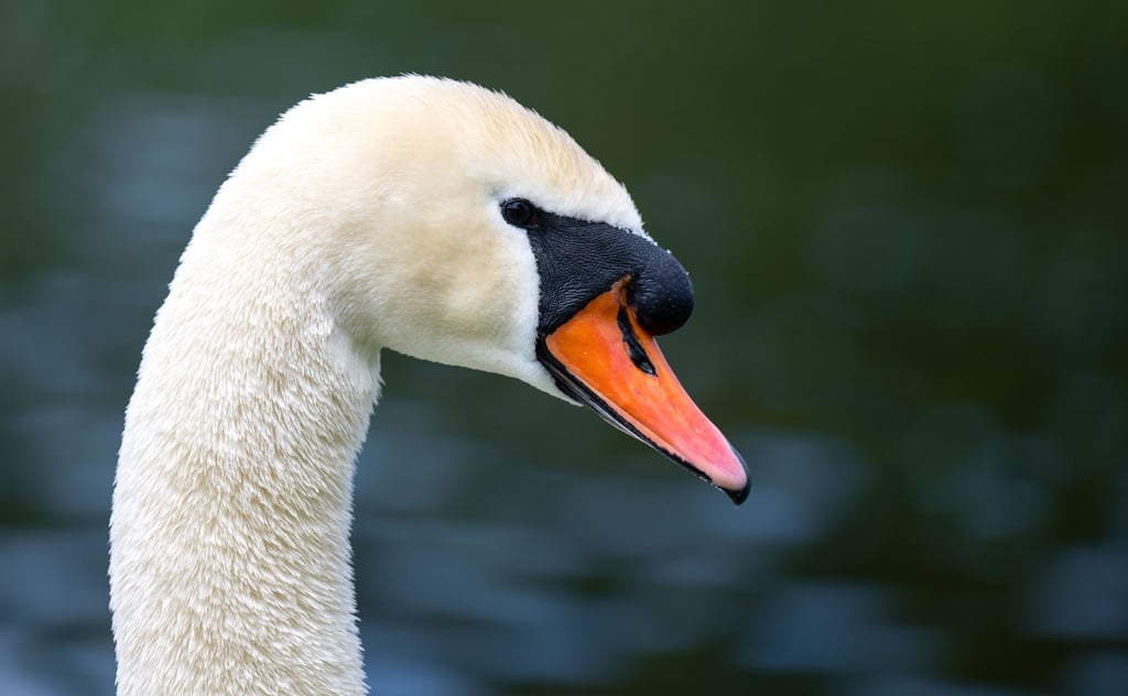 Ein Schwan sitzt auf einer Wiese.