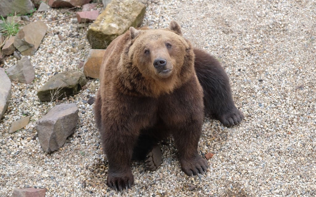 Bär Benno im Gehege auf Schloß Hartenfels.