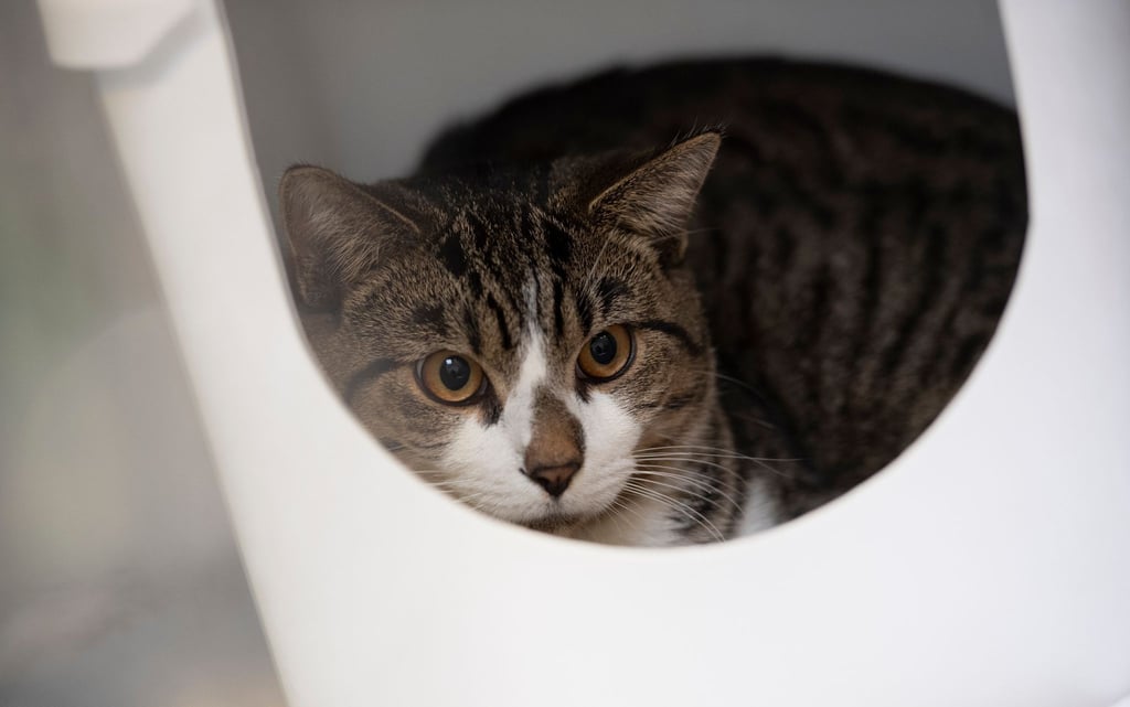 In Wurzen bei Leipzig wurde eine Katze in einem zugeschnürten Sack in einem Kleidercontainer gefunden. Der Tierschutzverein machte den Fall auf Facebook publik.