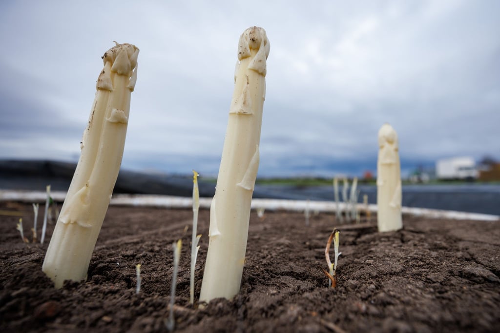Spargel ragt aus dem Boden auf einem Spargelfeld.