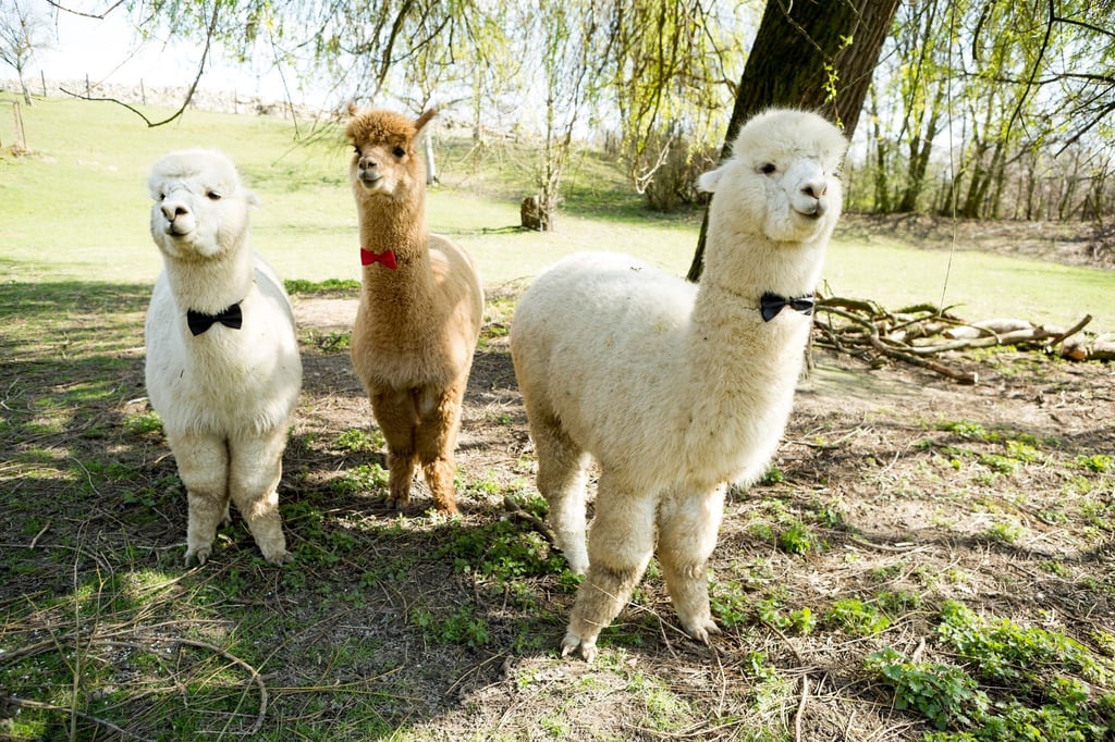 Tierischer Trend Wie geht man mit Alpakas auf der Hochzeit um