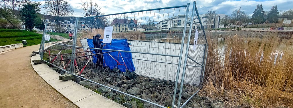 Die Schwäne am Stadtsee in Staßfurt werden jetzt durch einen Zaun geschützt.