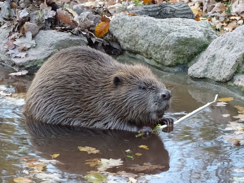 Der Elbebiber wird über einen Meter groß und 25 Kilo schwer.
