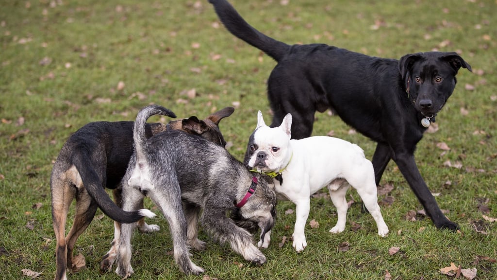 Hunde toben auf einer Hundewiese an der Alster.