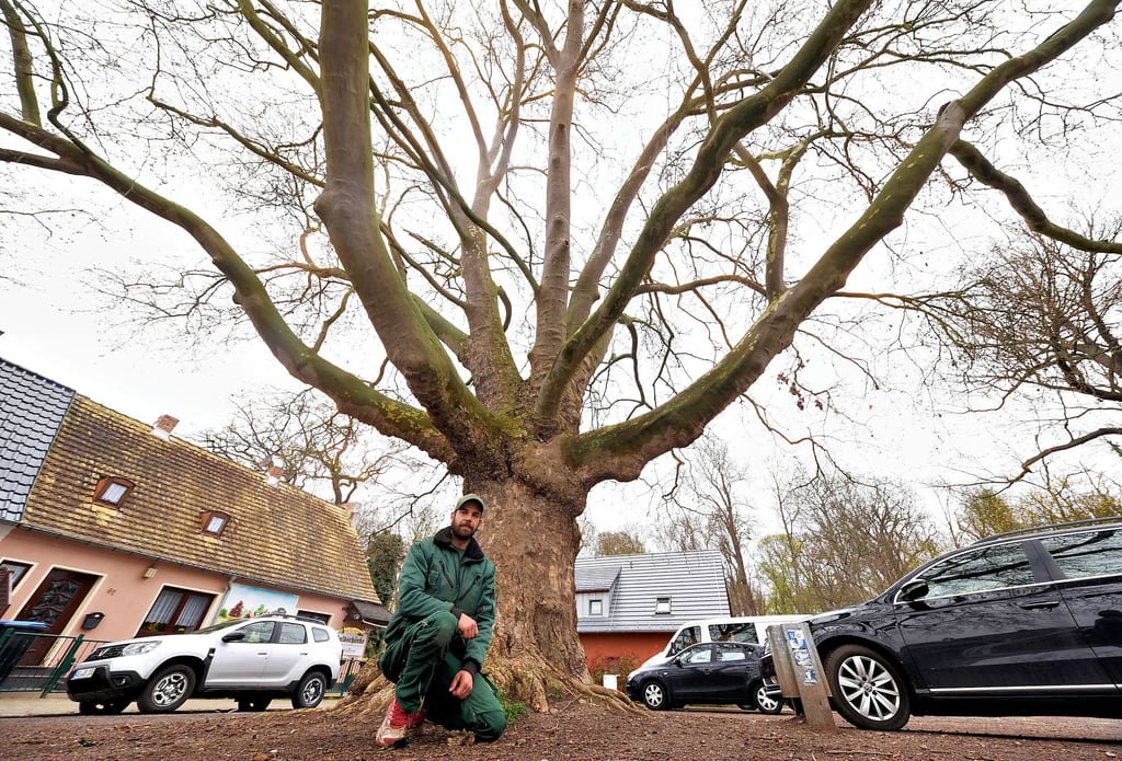 „Es ist schon ein sehr schöner Baum“, das will Tierparkchef Michael Engelmann gar nicht in Abrede stellen. Die Pläne der Stadt hält er trotzdem für überzogen und fragt sich, wo die Besucher künftig denn sonst parken sollen.
