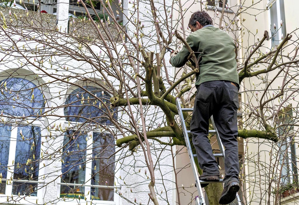 Eine Magnolie insbesondere in einem kleineren Garten sollte etwa alle fünf Jahre deutlich beschnitten werden, weil ansonsten ihre Krone einen großen Teil der Fläche vor Licht beziehungsweise Sonnenstrahlen abschirmt. Im Jahr darauf erstrahlt sie wieder in ihrer ganzen Schönheit.