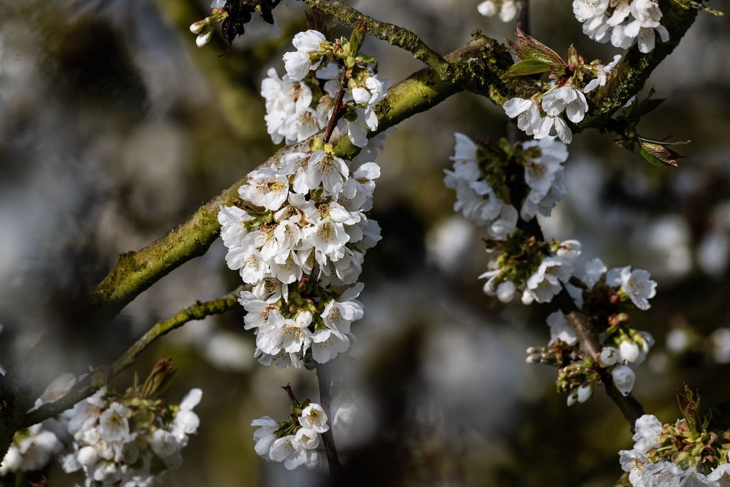 Weiße Pracht: Im nordhessischen Witzenhäuser Land blühen Tausende Kirschbäume und ziehen so viele Besucher an.