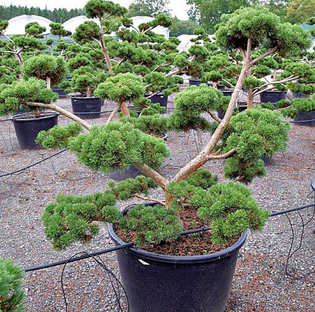 Die gestohlenen Bonsai