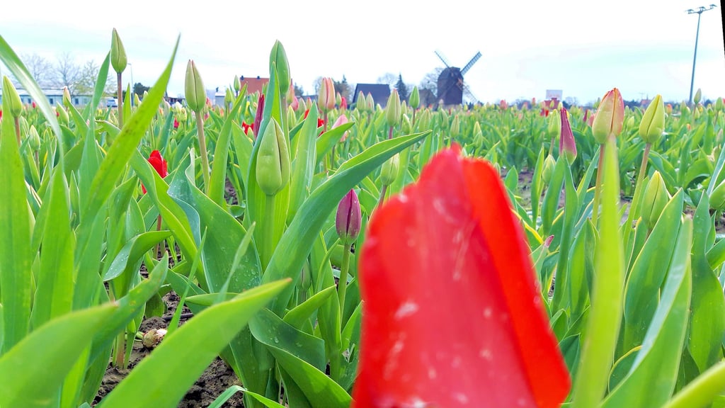 Tulpen zum Selberpflücken: Brehna präsentiert sich kunterbunt.