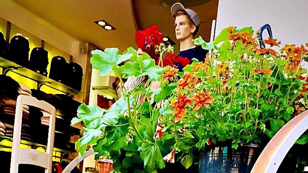 Die Gastgeber hoffen, dass sich auch in diesem Jahr wieder Stendals Geschäfte mit tollen Blumen-Dekorationen beteiligen.